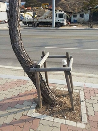 Le rebelle de la forêt 