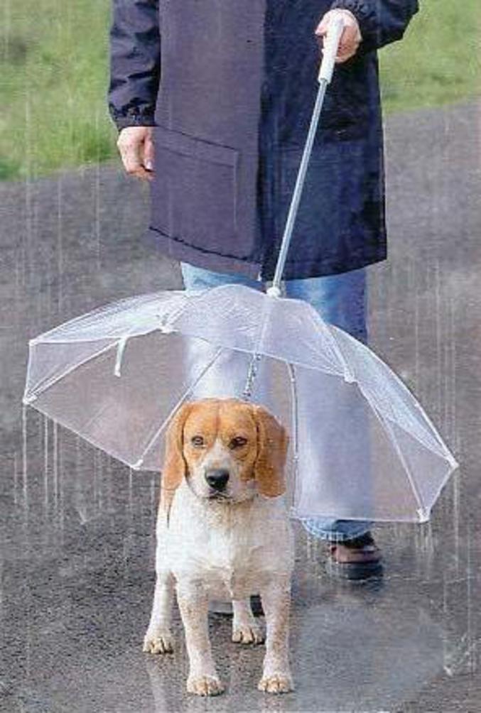 Une laisse pour protéger son chien de la pluie.
