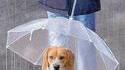 Laisse parapluie