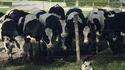 Oh la vache, comment il nous ressemble !