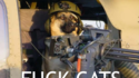 Fuck cats