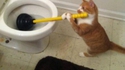 Chat utile
