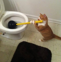 Chat utile