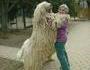C'est le bon gros chienchien çà madame !