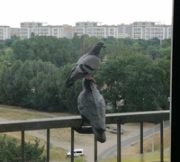 Pigeon dominant