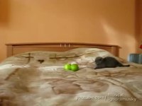 Un chaton contre des pommes