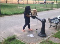 Fontaine à eau publique ou bidet pour chien