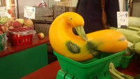 Un drôle de légume