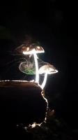 Dispersion de spores par des champignons des bois