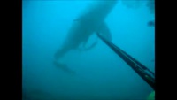 Un plongeur se fait encercler par un grand requin blanc