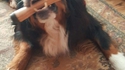 Le chien d'Offerus
