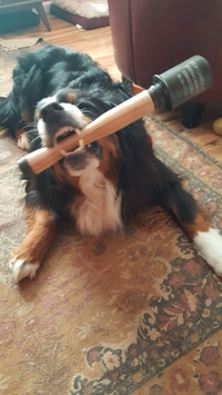 Le chien d'Offerus