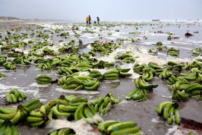 Des bananes échouées sur une plage.