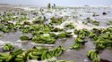 Bananes échouées