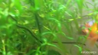 Un poisson ordinaire