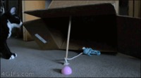Piège à chat