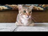 Un chat, un film.