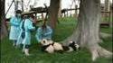 Les pandas sont de grands enfants