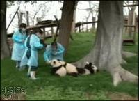 Les pandas sont de grands enfants
