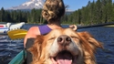 Un chien heureux