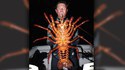 Homard géant