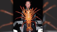 Homard géant