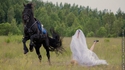 Le cheval divorce déjà