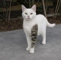 Z'avez vu mon nouveau look ?... ça m'a coûté un bras !