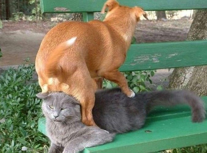 Un chat semble tout à fait adapté comme siège pour ce chien.