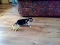 Trouille d'un chaton