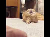 J’irais me coucher si vous me promettez que dans cette forêt il n’y a pas plus dangereux qu’un lapin adulte