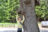 "Auprès de mon arbre, je vivais heureuse..."