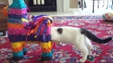 Piñata