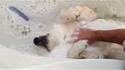 Chien extrêmement détendu dans son bain