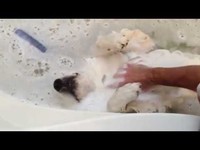 Chien extrêmement détendu dans son bain