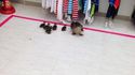 Le shopping de la famille canard