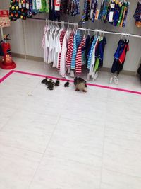 Le shopping de la famille canard