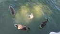 Rituel de canard