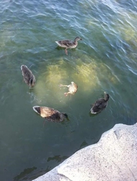 Rituel de canard