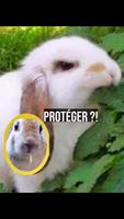 Les lapins