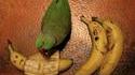 Une histoire de banane