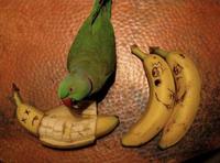 Une histoire de banane