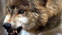 Loups radioactifs