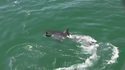 Requin et cormoran