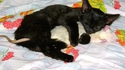 Comme chat et rat