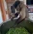 Mon coloc est un fin cuisinier 