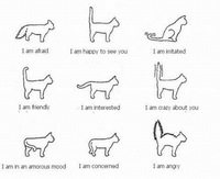 Comprendre le chat