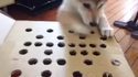 Whac-A-Mole du chien