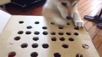 Whac-A-Mole du chien