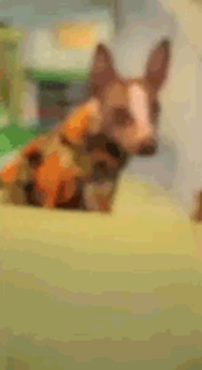 Un chien qui fait son intéressant